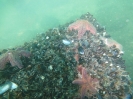Abtauchen 2012 Fehmarn_12