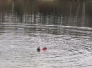 Neujahrstauchen 2012_16