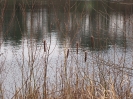 Neujahrstauchen 2012_34